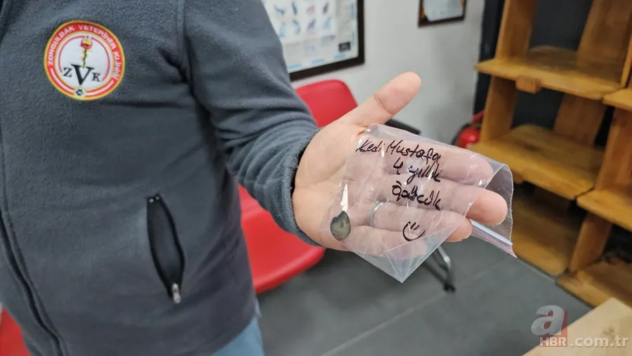 Kedinin midesindeki vantuz 4 yıl sonra fark edildi 9