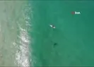 Köpek balığı saldırısından drone ile kurtuldu
