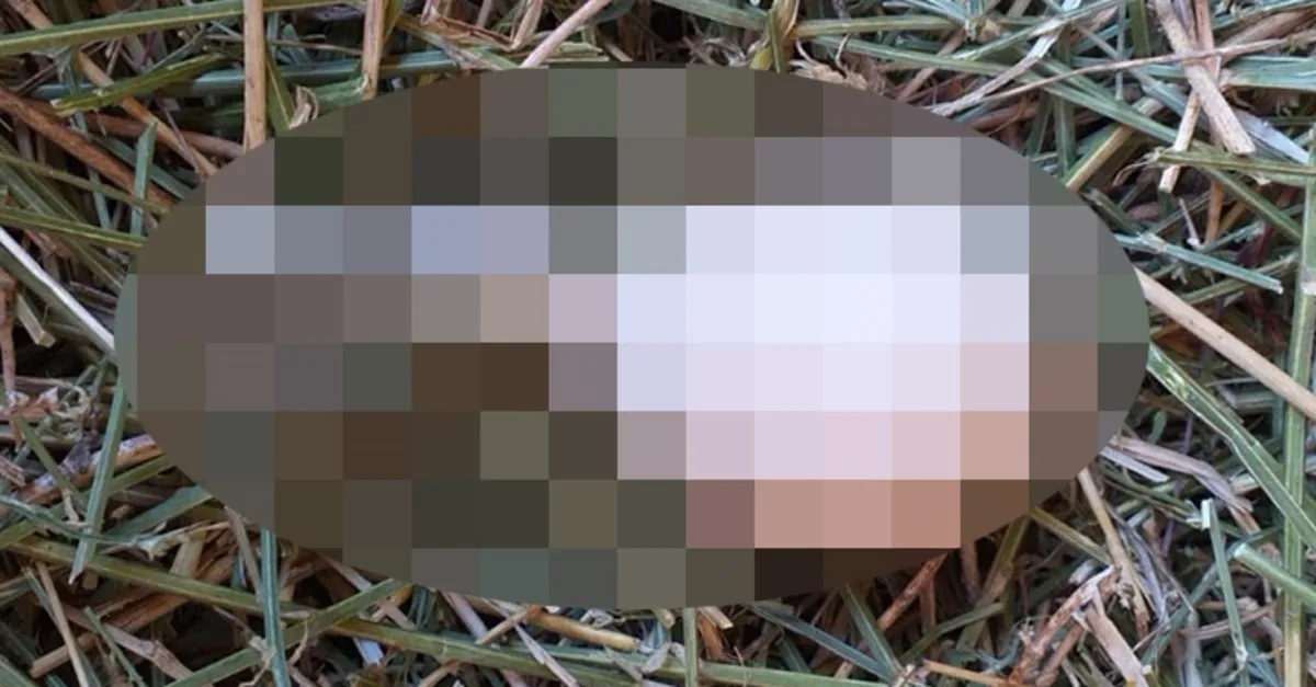 Kumese Gidince Neye Ugradigini Sasirdi Bakin Tavuk Ne Yumurtladi Ahaber Video Izle