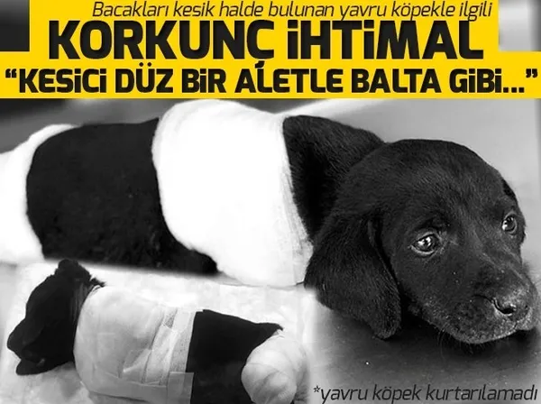 Bacakları kesilen yavru köpeğin ölümüyle ilgili soruşturma - 1