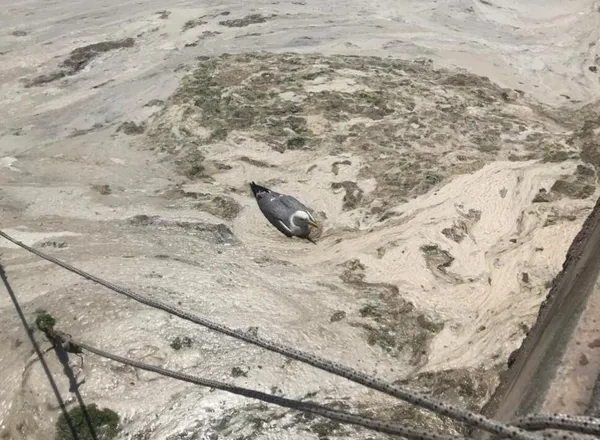 1622613402001.jpg Marmara Denizi’nde deniz salyası kabusu! Kurtarmak için plan - 4