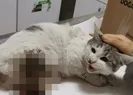 Vahşet! Kedinin ayaklarını kesip...