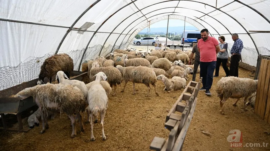 Bayram öncesi kurbanlık alacaklar dikkat: Hastalık geçmişini öğrenmek için bunu yapın 11