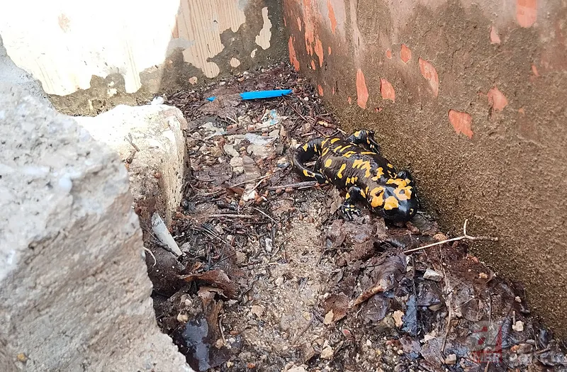 Bacavan Yaylası'nda görüntülendi! Defalarca fotoğrafını çektiler 12
