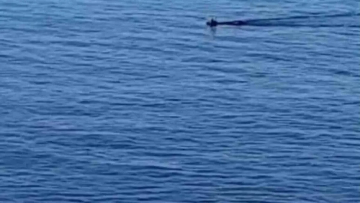 Çaya düşen karaca kurtarıldı