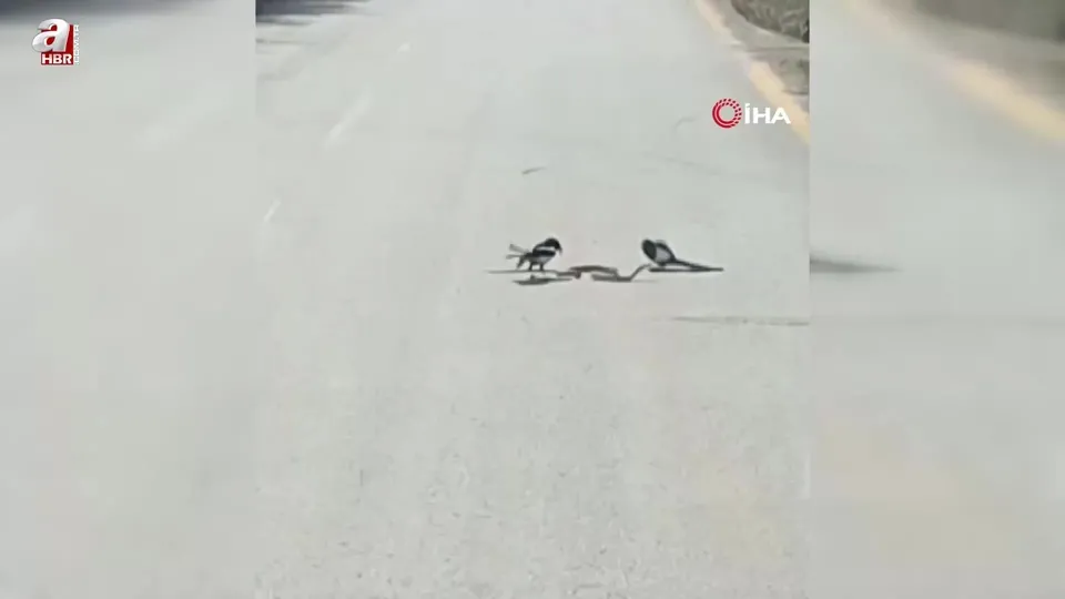 Saksağanların yılanla mücadelesi kamerada