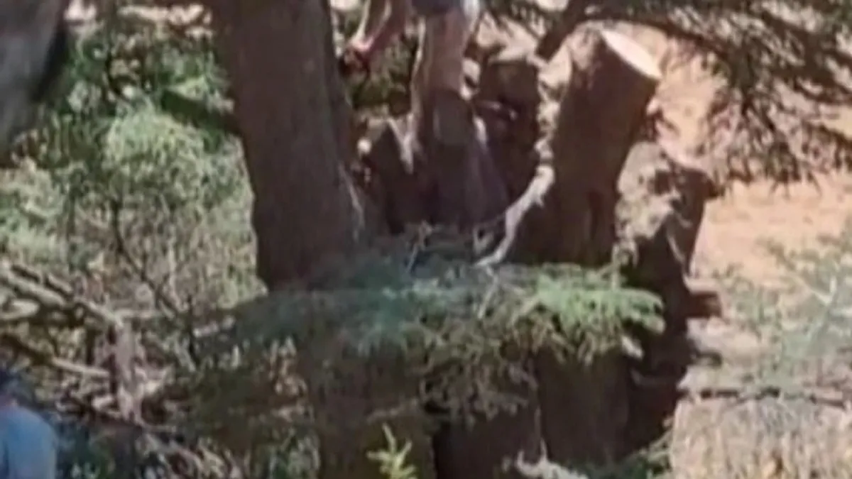 Kahramanmaraş'ta ormanlık alanda ağaç kesen 2 kişi yakalandı