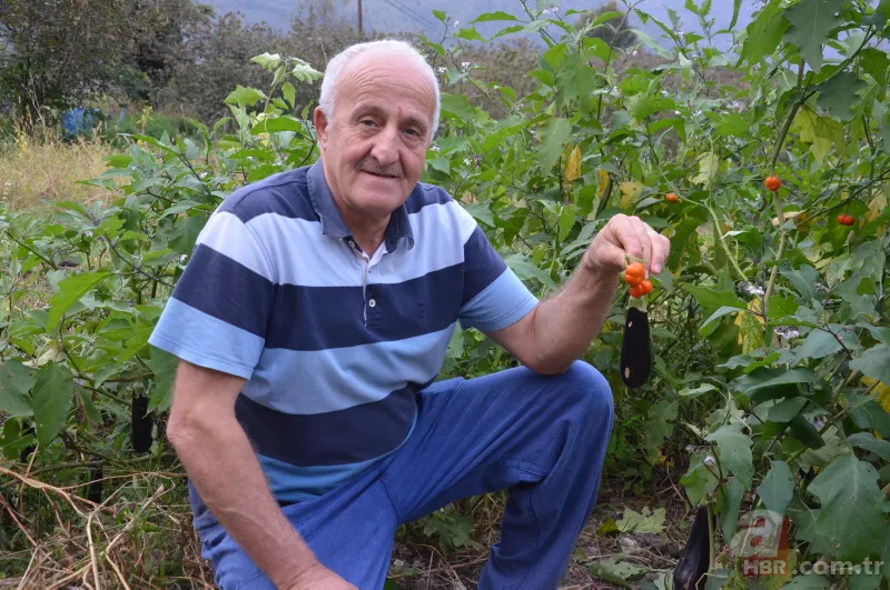 Yetiştirdiği çilek hayrete düşürdü! 45 günden fazla sürdü... Guinness Rekorlar Kitabı'na girdi 4