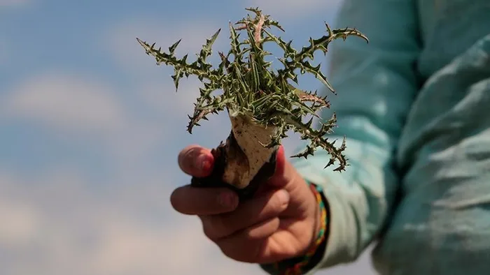 Kenger sakızı nedir, ne işe yarar? Kenger sakızının 5 faydası...