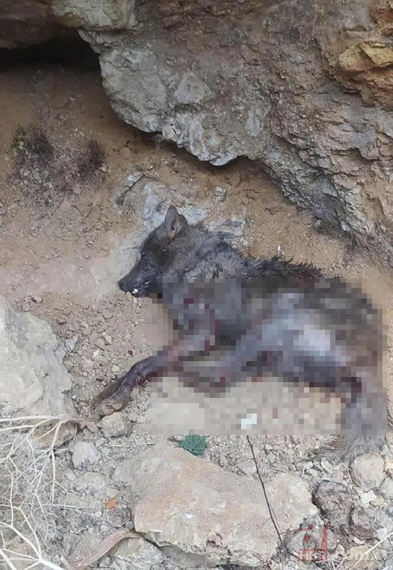 Hayvanlarını beslemek için ahıra giden kadın dehşeti yaşadı 🐄 Kurt birden saldırıp çenesini ısırdı 🐺 6