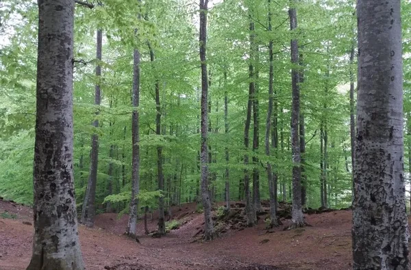 samsunda-ormanlar-yanginlari-icin-yeni-onlem-4-ay-ates-yakmak-yasaklandi-1657099804940.jpg Samsun’da ormanlar yangınları için yeni önlem: 4 ay ateş yakmak yasaklandı - 1