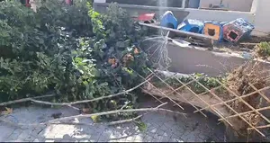 Korkutan olay! Ağaç otomobilin üstüne devrildi