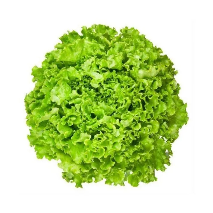Kıvırcık salata göbek salataya göre 8 kat daha fazla...