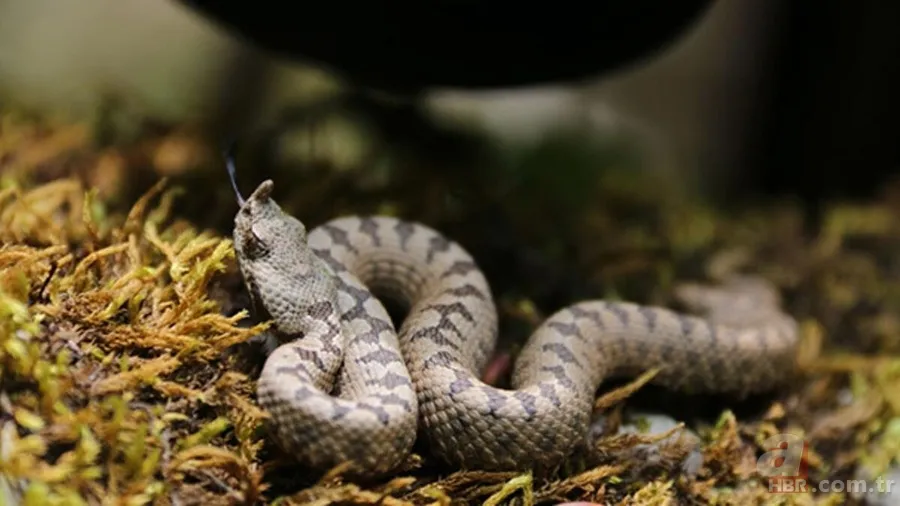 Bu yılanı görünce arkanıza bakmadan kaçın! Muş, Hakkari, Bingöl, Diyarbakır, Malatya… Türkiye’nin dört bir yanında görüldü! Tek ısırığıyla… 2