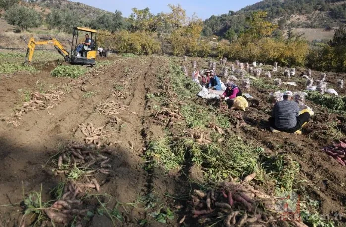 Tarlada 30 manavda 70 TL! Kuraklık vurdu verim yarıya indi 5