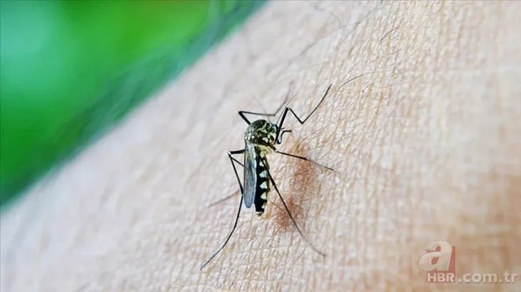 Sivrisineklerden nasıl korunulur? Sağlık Bakanlığı rehber yayımladı