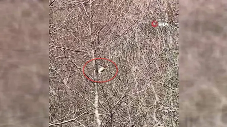 Yayla evinin davetsiz misafirleri! Aynı gün içinde kamerada