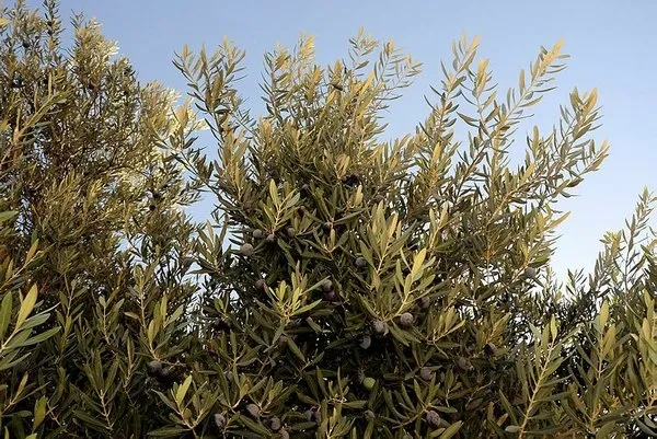 1300 yıllık zeytin ağacının meyvesi ve yağı Başkan Erdoğan'a hediye edilecek - 1