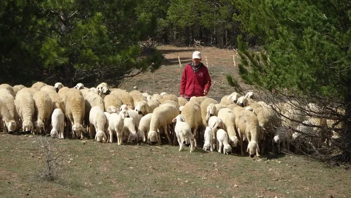 Süt kuzuları onlarca koyun arasında annelerini kokularından tanıyor! Renkli buluşma havadan görüntülendi - 4