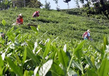 Tarım ve Orman Bakan Yumaklı'dan "yaş çay alım fiyatı"na ilişkin yeni açıklama