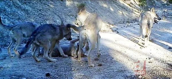 Dünyanın en ilginç 19 hayvanından biri! Türkiye'de görüntülendi 24