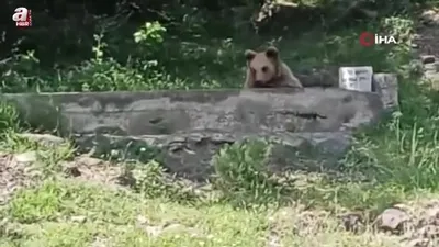 Çeşme başında serinleyen ayı kamerada
