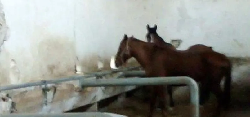 Adalar’da atları korumak için kurulan platform: İBB atları geri getirsin