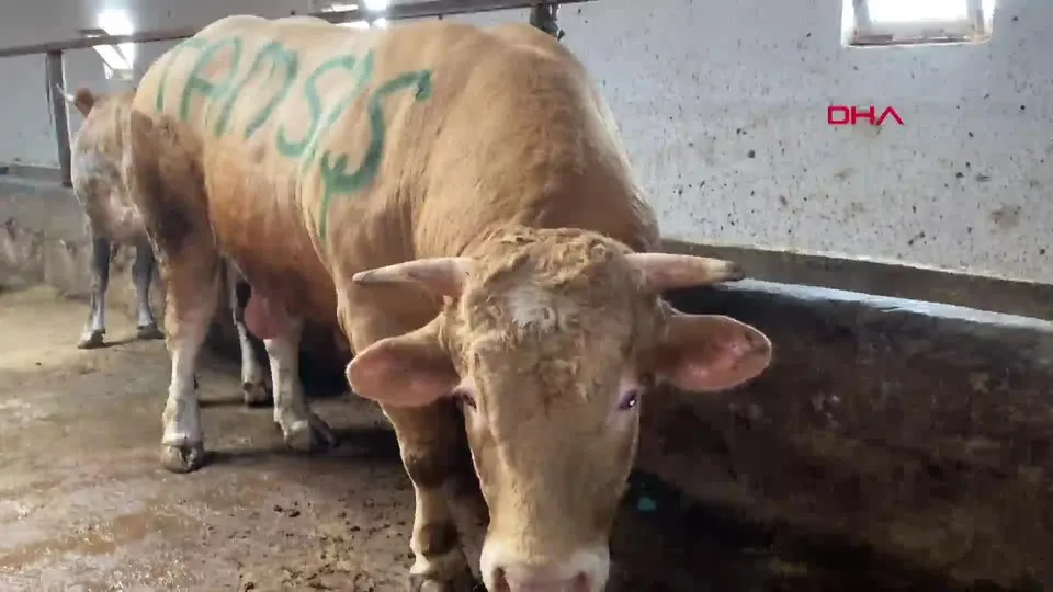 Kars’ta 1 ton 150 kiloluk ’’Şahmurat’’ 300 bin liraya satıldı