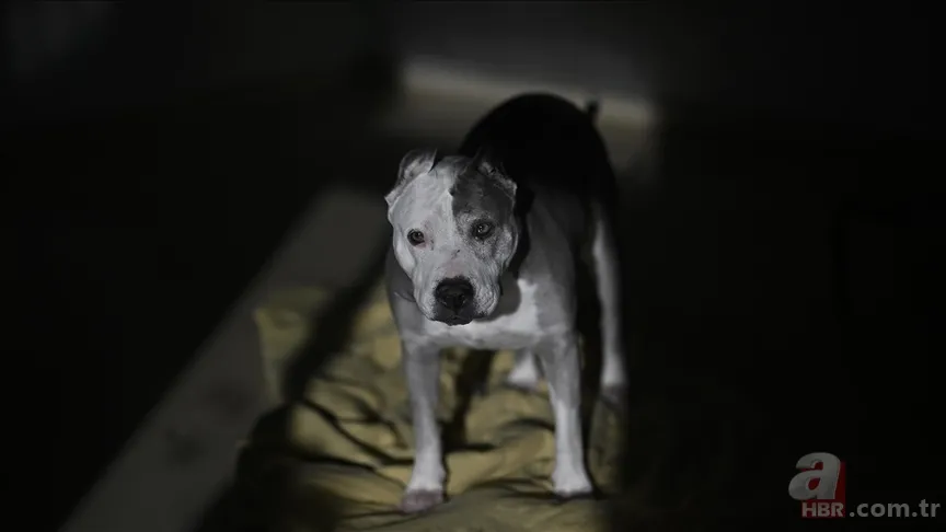 Ekşi Sözlük skandalı bitmek bilmiyor! 'Bir çocuğu mu kurtarırsınız yoksa bir köpeği mi?' sorusuna mide bulandıran cevaplar 13