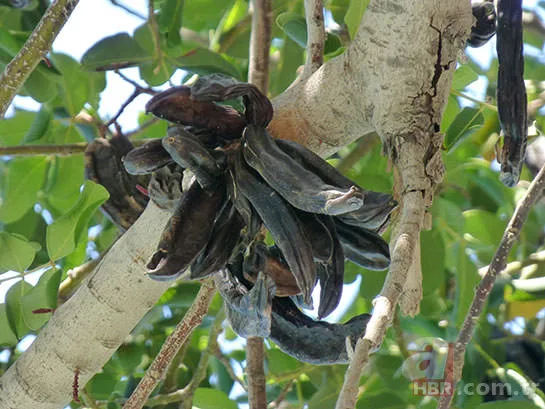 Keçiboynuzu pekmezinin derdinize derman olacak 11 faydası 10