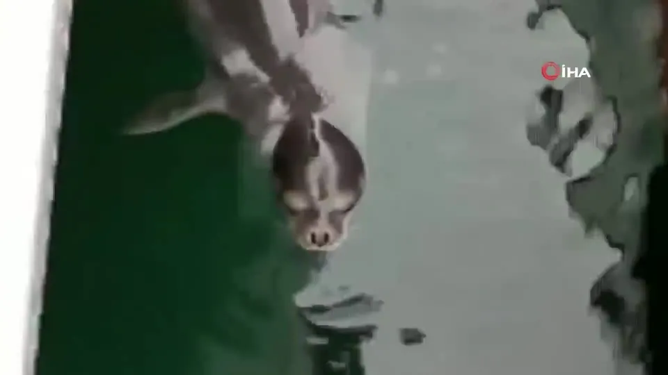 Son dakika: O ilimizde aniden ortaya çıktı! Vatandaşlar gözlerine inanamadı! Fok balığının avlandığı anlar kamerada