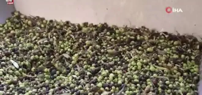 Adana'da zeytinin yağ yolculuğu başladı