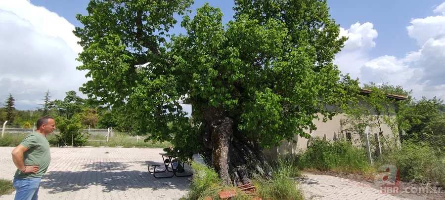 Türkiye’nin en yaşlısı o! Bin yaşındaki ağaç şifa dağıtıyor 9