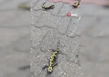 Elazığ’da benekli semender görüntülendi