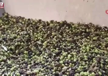 Adana'da zeytinin yağ yolculuğu başladı