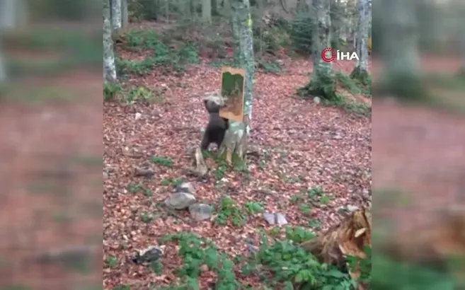 Ayının ayna ile imtihanı fotokapana yansıdı