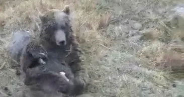 Kars’ta vatandaşlar yaralı bozayıyı tavuk eti ile beslemeye çalıştılar