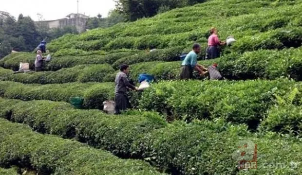 Mevsimlik işçiler kıdem tazminatı alabilir mi? Kıdem tazminatı nasıl hesaplanır? 7