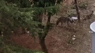 Başıboş köpek dehşeti: Oyun oynarken kabusu yaşadılar!