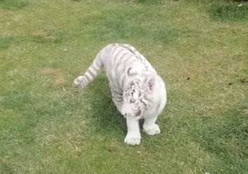 JASAT'tan hayvan kaçakçılarına operasyon! Beyaz Kaplan ve Hint Şebeği çıktı