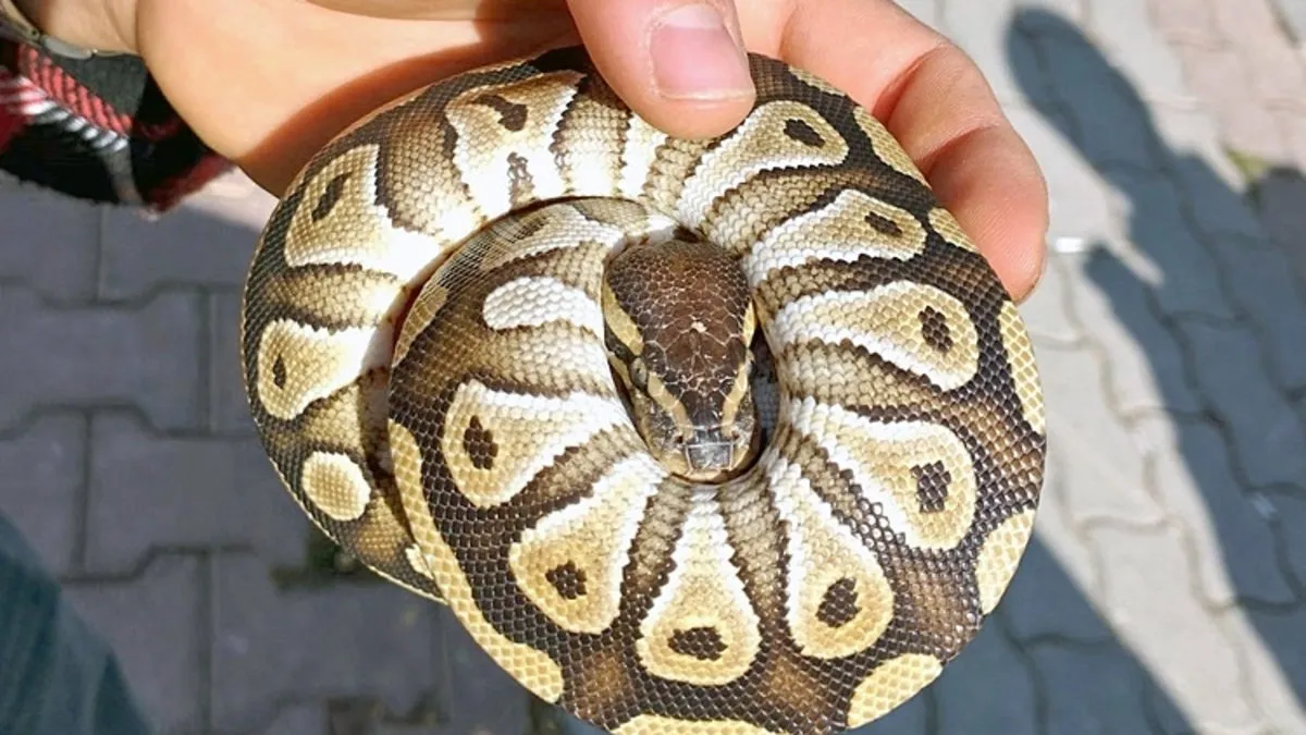 Cebinden piton çıktı! Ekipler şoke oldu