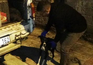 Sürekli havlayan köpek acı haberi duyurdu