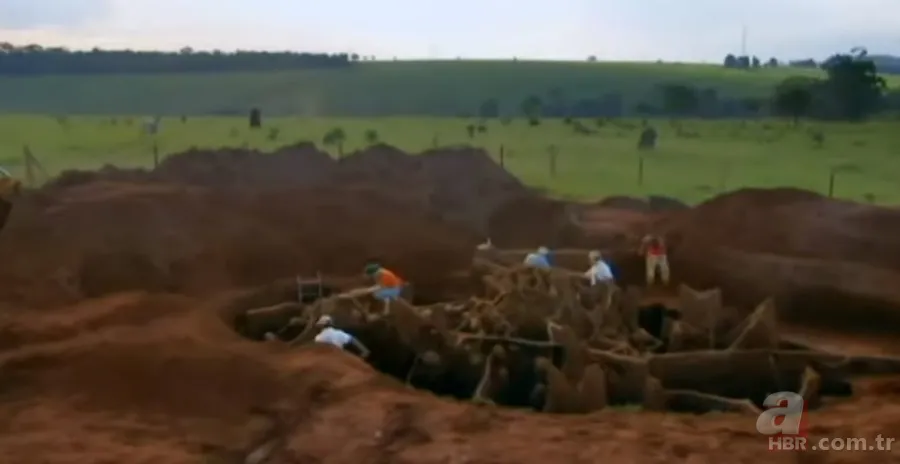 Karınca yuvasından sanat eseri çıktı 🐜 Vahşi doğanın usta mimarları! Otoban, yan yol ve patika bile yapmışlar 20