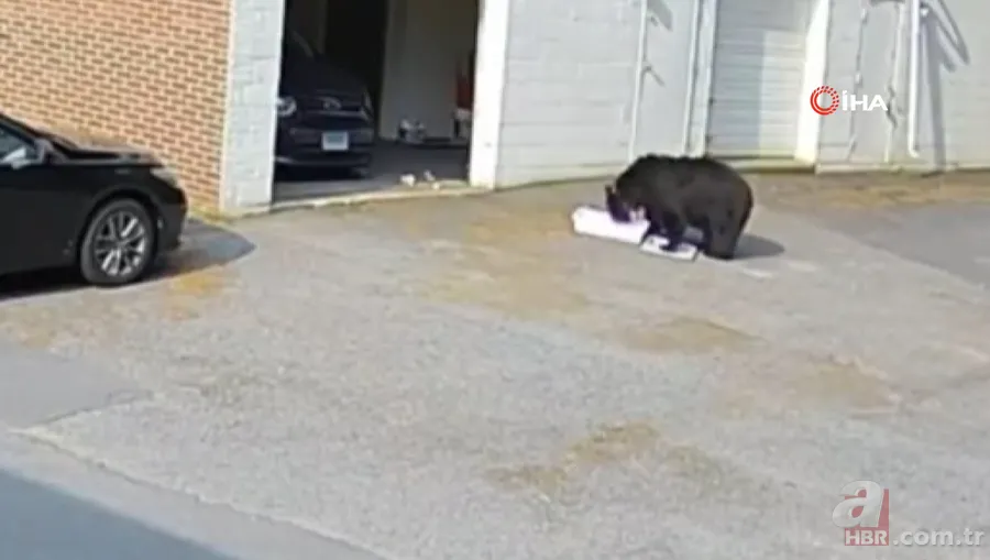 Bahçesine girip erik ağacına çıktı! Hemen telefona sarıldı 7