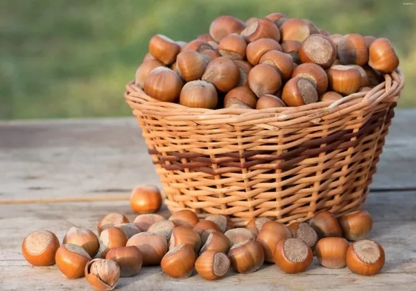 Fındık fiyatları 24 Nisan güncel liste! 🌰 Serbest piyasada FINDIK FİYATLARI kaç TL oldu? TMO, GİRESUN, FATSA...