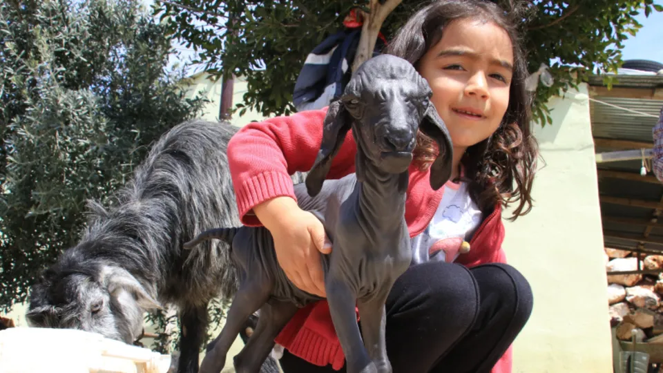 Mersin’de şaşkına çeviren olay! Oğlak tüysüz doğdu… Bebek gibi bakılıyor