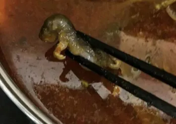 Restoranda büyük skandal! Çorbanın içinden ölü fare çıktı
