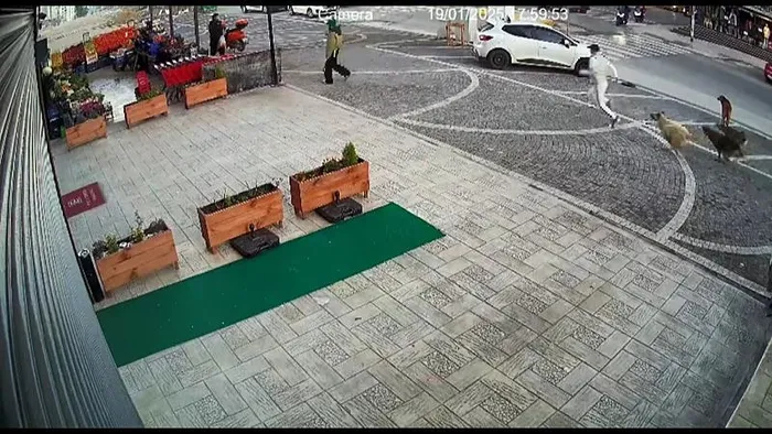 esenyurtta-basibos-kopek-dehseti-yolda-gecenlere-saldirdi-onlem-alinmasi-icin-eslem-gibi-birinin-olmesi-mi-laz-1737474064720.jpeg (Foto: DHA)