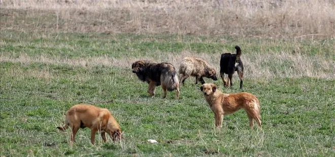 Başıboş köpek sorunu nasıl çözülecek? Tarım ve Orman Bakanı İbrahim Yumaklı 5 maddeye dikkat çekti