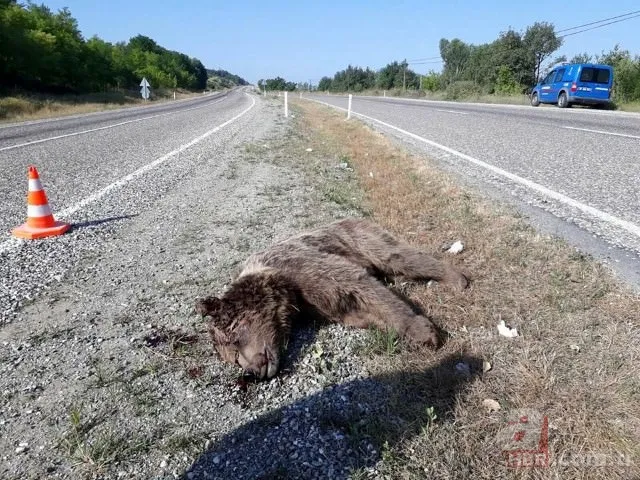 Kastamonu'da aracın çarptığı bozayı telef oldu 15